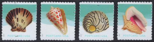 4 Different SEA SHELLS - Queen Pink Conch - Pacific Calico Scallop - Alphabet Cone - Zebra Nerite) - FOREVER valid for the POST CARD RATE - Issued in 2017