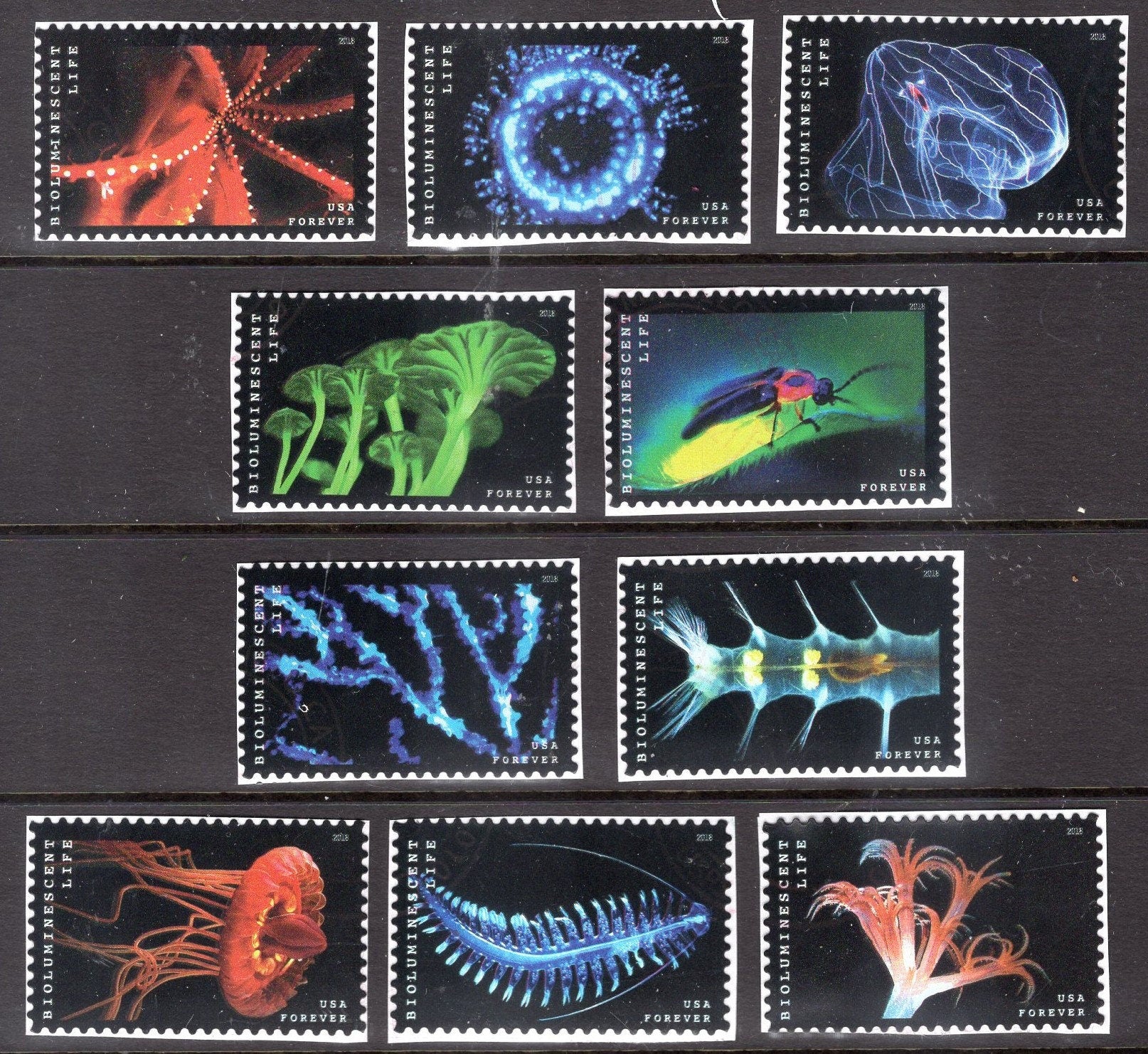 10 BIOLUMINESCENT BIOLUMINESCENCE Sea LIFE Stamps Science Biology Wedding Invites Vintage 2018 Quick Shipping Stock# 5264 - FreeUSA Shipping