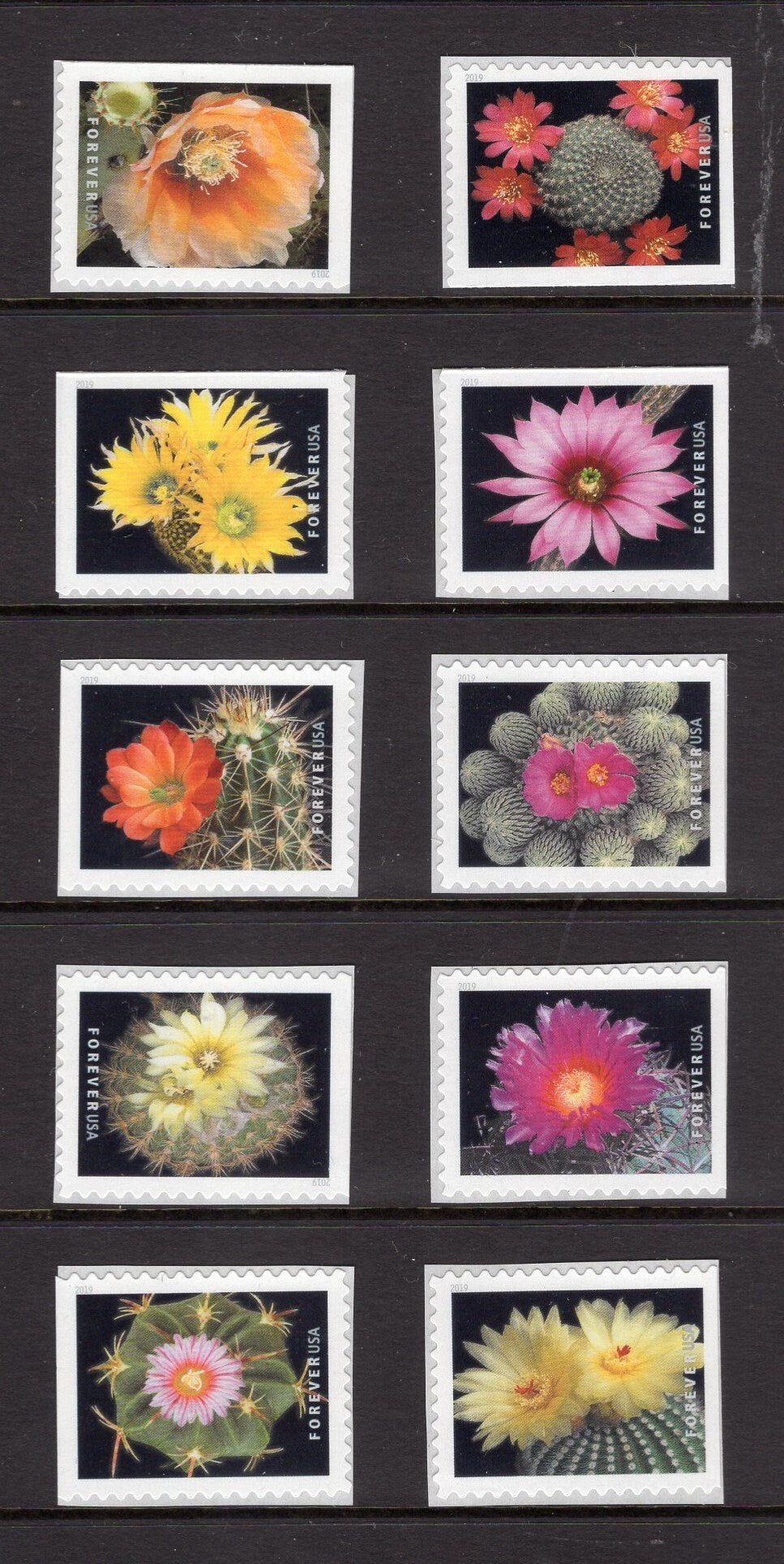 10 FLOWERING CACTUS FOREVER USA Postage Stamps Great Wedding Bright, Post Office Fresh - Issued in 2019 - s5350 -