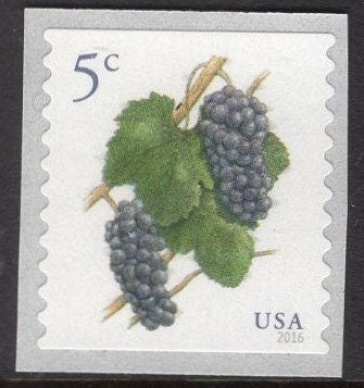 100 GRAPES 5c Stamps Mint 12 Strips of 8 + 1 Strip of 4 - FRUIT Unused Fresh, Bright US Postage Stamps - Issued in 2016 -
